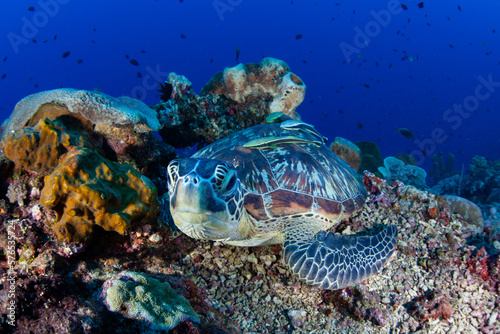 A Green sea turtle, Chelonia mydas, sits on a coral reef in North Sulawesi, Indonesia. This species is endangered due to being hunted for its meat.