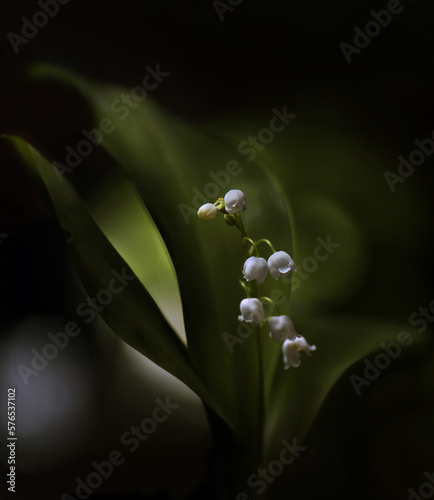 Lilies of the valley against a dark green background