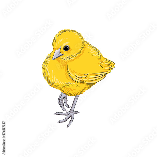vector drawing sketch of domestic yellow chicken, hand drawn bird, isolated nature design element