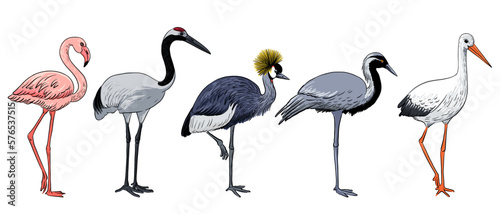 vector drawing sketch of birds, flamingo, stork and cranes, hand drawn illustration , isolated nature design element
