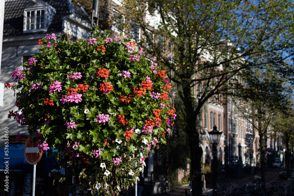 Beautiful Hanging Flower Basket with Colorful Flowers along a Canal in the Amsterdam Centrum District