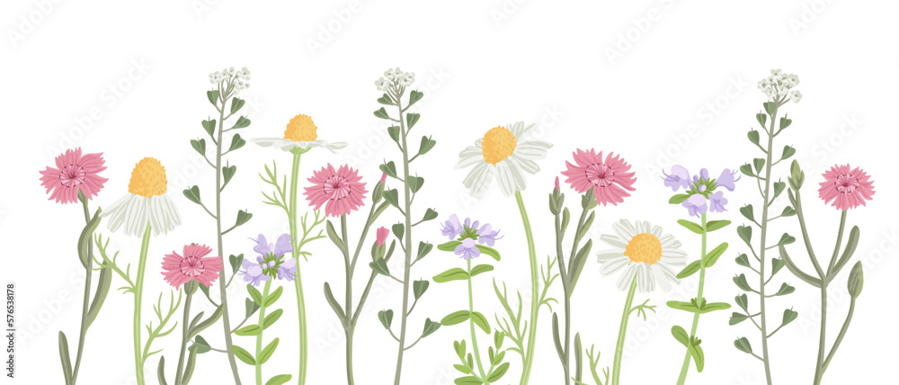 Fototapeta premium wild chamomiles, maiden pink and shepherd's purse, field flowers, vector drawing plants at white background, floral elements, hand drawn botanical illustration
