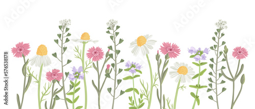 wild chamomiles, maiden pink and shepherd's purse, field flowers, vector drawing plants at white background, floral elements, hand drawn botanical illustration