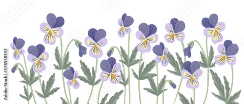 wild pansy, viola tricolor, field flowers, vector drawing flowering plants at white background, floral elements, hand drawn botanical illustration