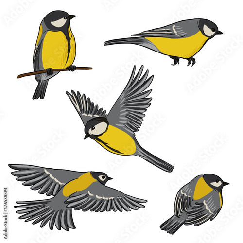 vector drawing bird, great tit, hand drawn songbird, isolated nature design element © cat_arch_angel