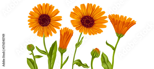 drawing realistic orange calendula flowers and buds at at white background, hand drawn illustration,floral design elements © cat_arch_angel