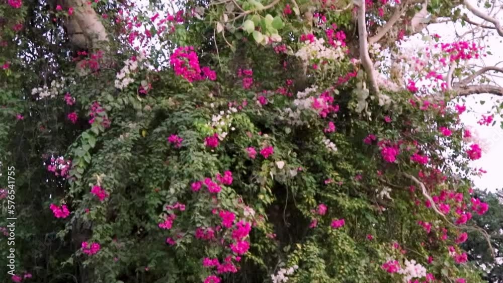 pink flower tree from low angle at day pink flower tree from low angle at day