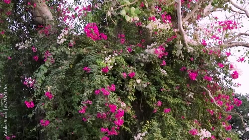 Wallpaper Mural pink flower tree from low angle at day Torontodigital.ca
