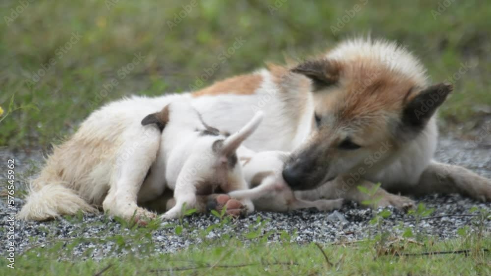 Thai dog feeding puppies, Thailand
Thai dog feeding puppies, Thailand