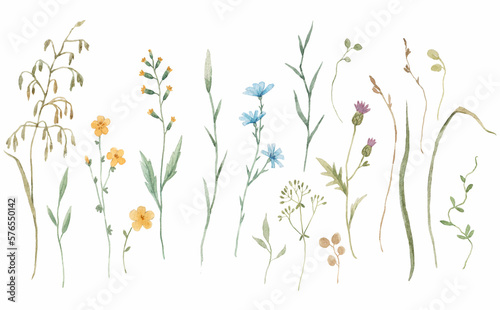 Beautiful floral set with hand drawn watercolor gentle wild herbs and flowers. Stock illustration. © zenina