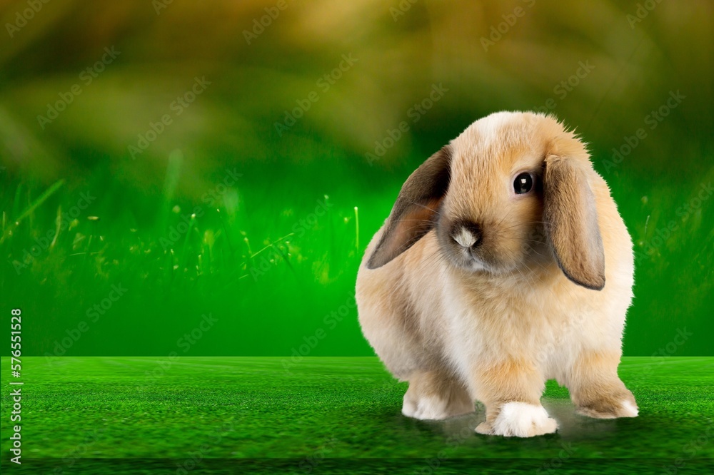 Small cute rabbit or bunny sitting on green grass