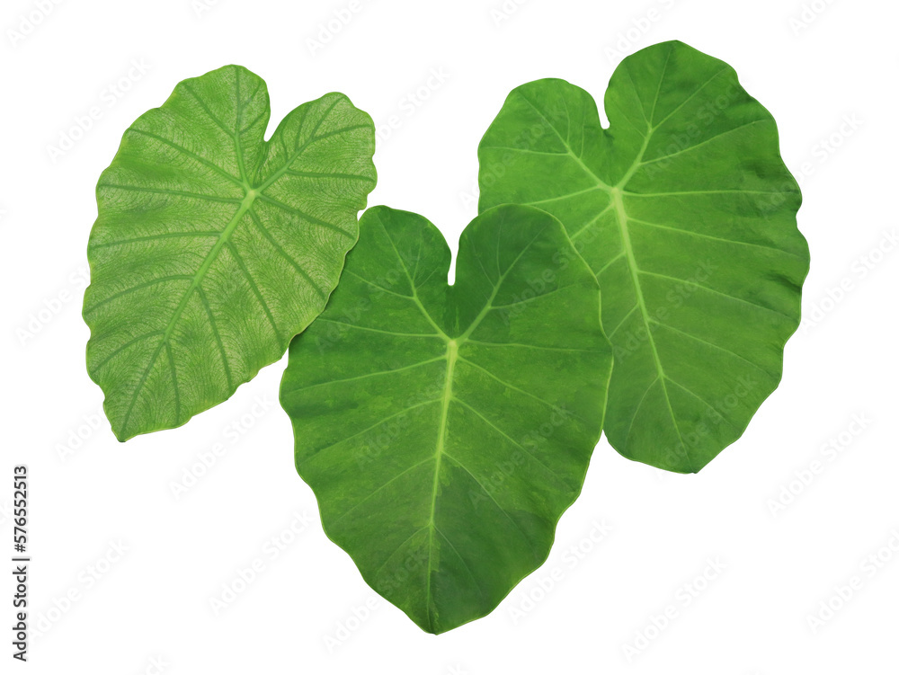 Elephant Ear or Colocasia esculenta leaves. Close up green leaves of Elephant Ear tree isolated on transparent baclground. Elephant Ear or Colocasia esculenta leaves. Close up green leaves of Elephant Ear tree isolated on transparent baclground.