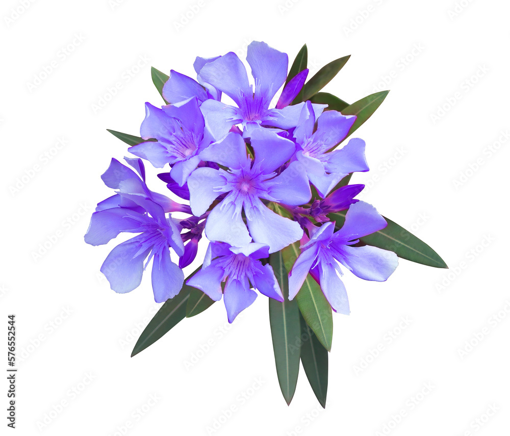 Oleander or Sweet Oleander or Rose Bay flowers. Close up blue-purple flowers bouquet isolated on transparent background. Oleander or Sweet Oleander or Rose Bay flowers. Close up blue-purple flowers bouquet isolated on transparent background.