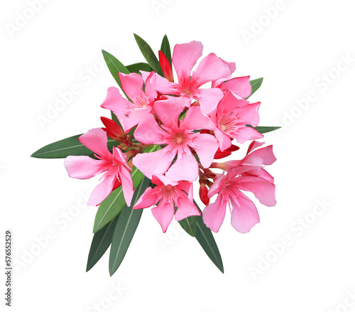 Oleander or Sweet Oleander or Rose Bay flowers. Close up pink flowers bouquet isolated on transparent background. photo
