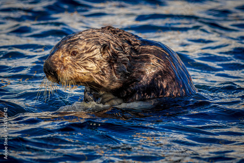 Nefarious Sea Otter prepares to slink beneath the waves.