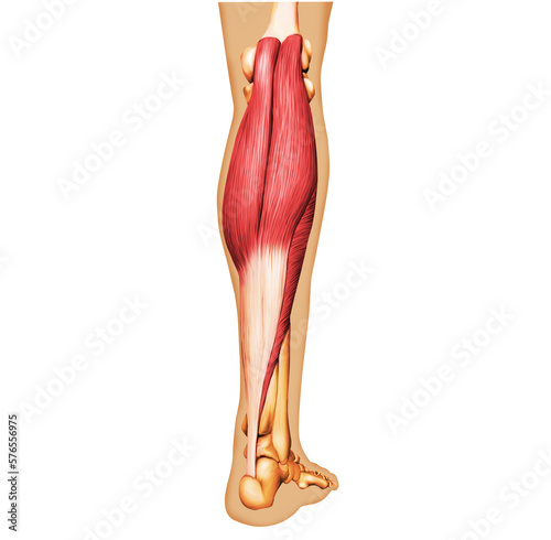 Calf muscle gastrocnemius anatomy  photo