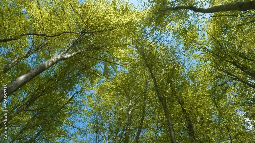 BOTTOM UP: Tall beech tree canopies with fresh spring foliage swaying in wind. Beautiful deciduous forest with vibrant green leafage thriving in springtime. Spring awakening of flora in wilderness.