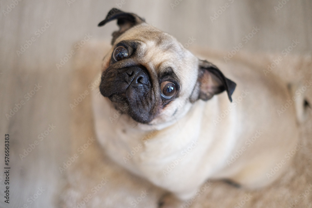 pug dog portrait look up like more question.