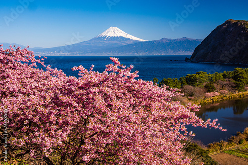 西伊豆井田から富士山と河津桜