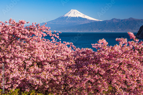 西伊豆井田から富士山と河津桜 © 文明 金本
