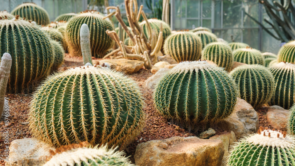 Closeup image of Golden Barrel Cactus or Echinocactus grusonii in botanic garden Closeup image of Golden Barrel Cactus or Echinocactus grusonii in botanic garden