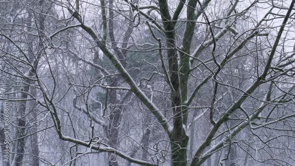 Extreme Falling snow between trees during heavy snowfall in winter city on cold evening. Climate changes and cataclysm Trees covered with fresh fallen snow storm. Poor visibility Selective focus Extreme Falling snow between trees during heavy snowfall in winter city on cold evening. Climate changes and cataclysm Trees covered with fresh fallen snow storm. Poor visibility Selective focus