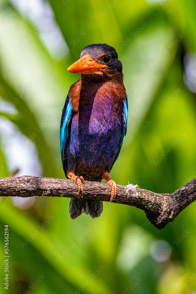 Obraz premium The Javan kingfisher (Halcyon cyanoventris), sometimes called the blue-bellied kingfisher or Java kingfisher