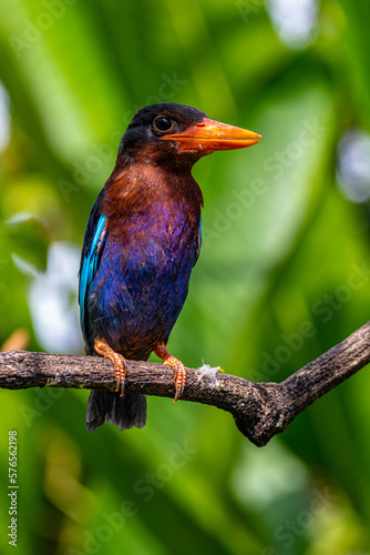 The Javan kingfisher (Halcyon cyanoventris), sometimes called the blue-bellied kingfisher or Java kingfisher © lessysebastian