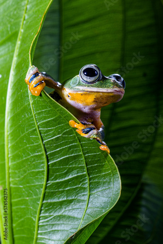 Wallace's flying frog (Rhacophorus nigropalmatus), also known as the gliding frog