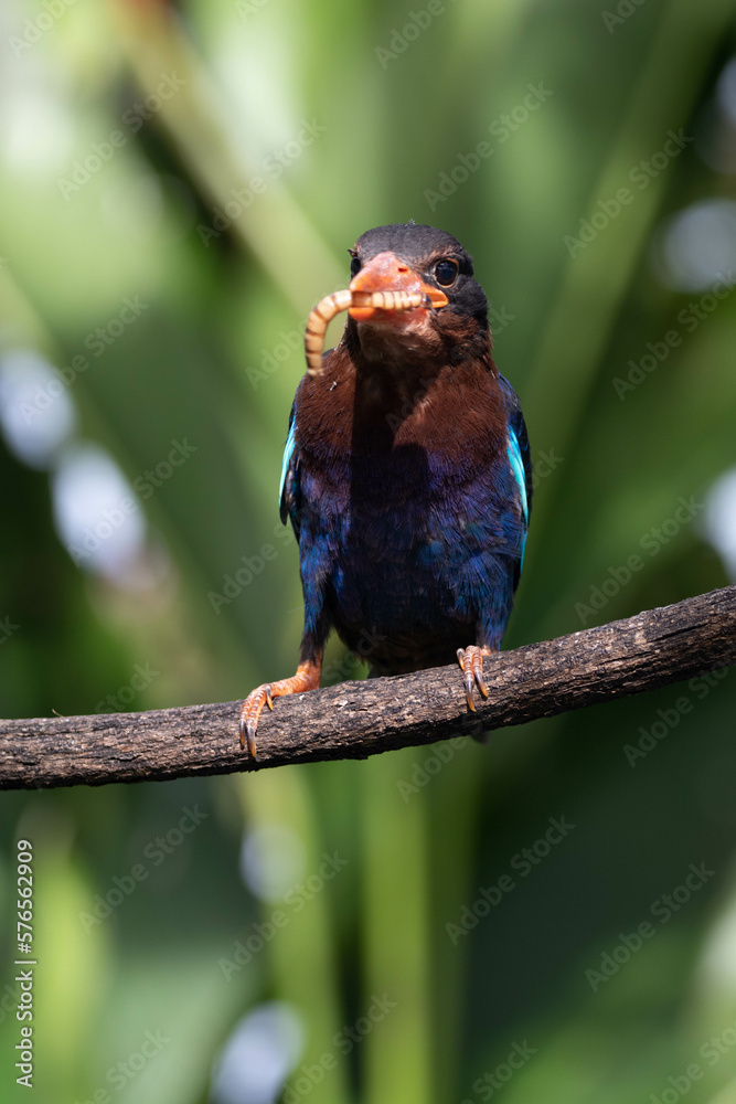 Obraz premium The Javan kingfisher (Halcyon cyanoventris), sometimes called the blue-bellied kingfisher or Java kingfisher