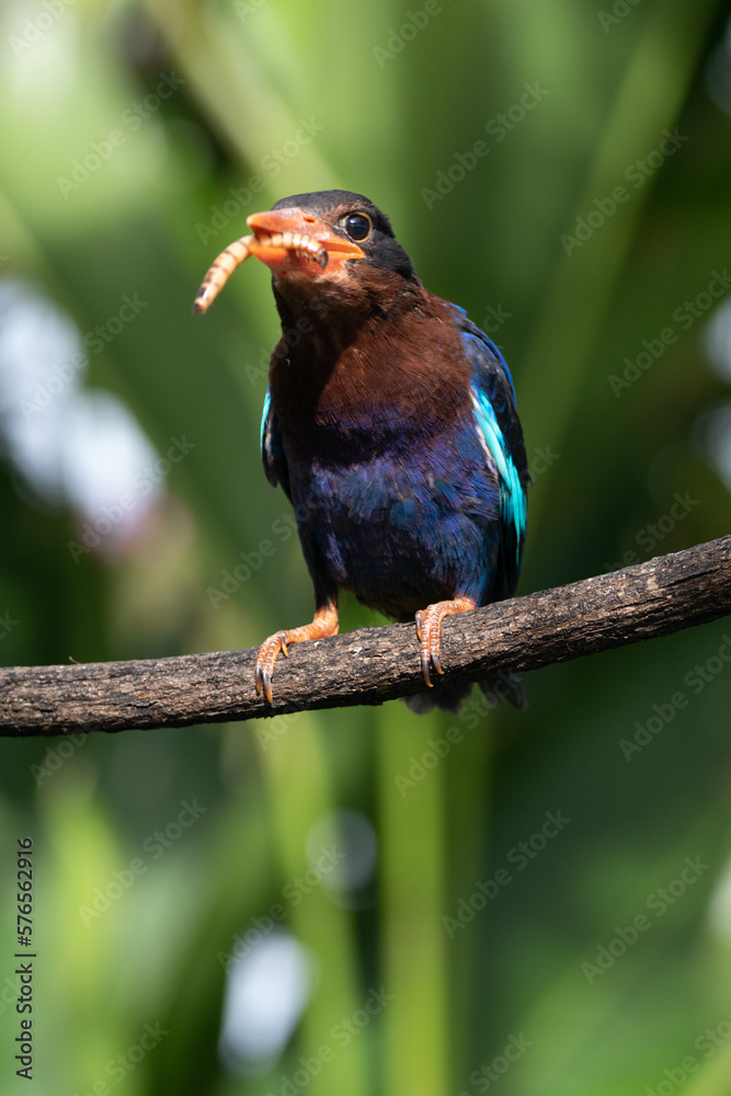 Obraz premium The Javan kingfisher (Halcyon cyanoventris), sometimes called the blue-bellied kingfisher or Java kingfisher