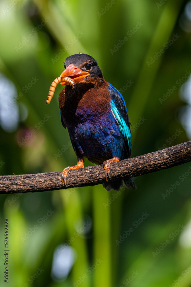 Obraz premium The Javan kingfisher (Halcyon cyanoventris), sometimes called the blue-bellied kingfisher or Java kingfisher