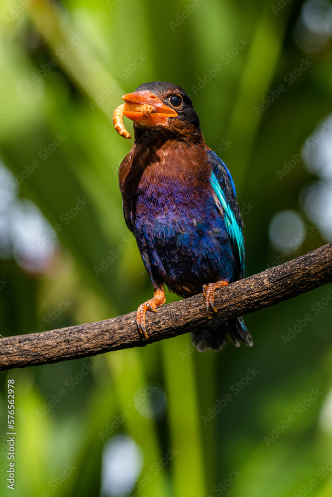 Obraz premium The Javan kingfisher (Halcyon cyanoventris), sometimes called the blue-bellied kingfisher or Java kingfisher