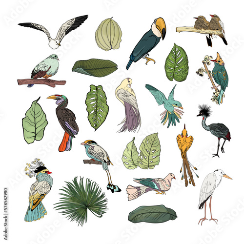 Set of leaves of tropical plants and exotic birds isolated on white. Realistic toucan, pigeon, heron, seagull, hummingbird, hornbills and leaves of monstera, palm tree. For print, cards, clothes, icon