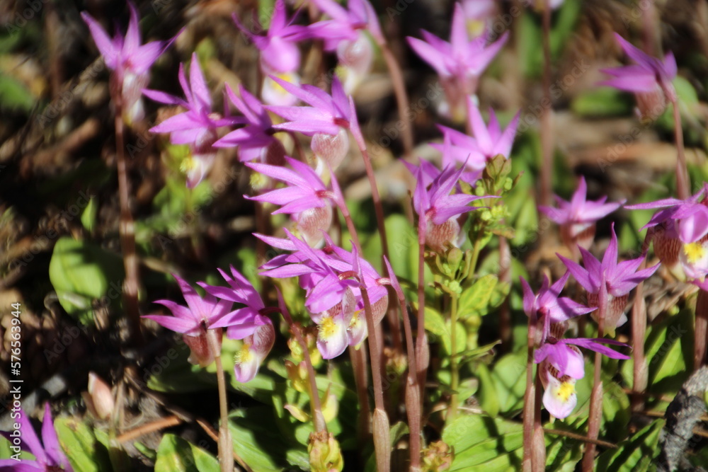 flowers in the wild, Jasper National Park, Alberta flowers in the wild, Jasper National Park, Alberta
