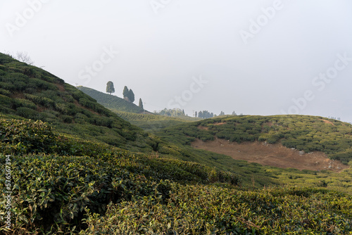 Ilam Tea Gardens photo