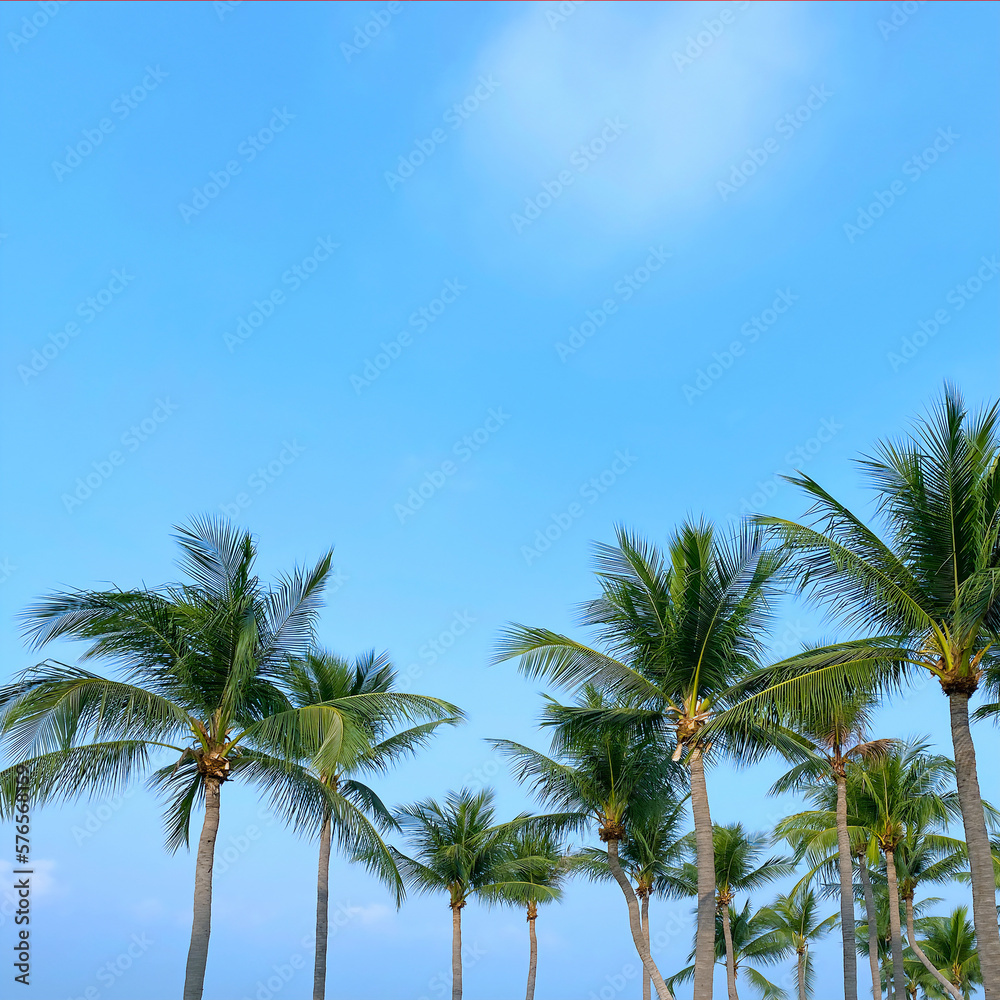 Coconut Palm Trees on Blue Sky Background Coconut Palm Trees on Blue Sky Background