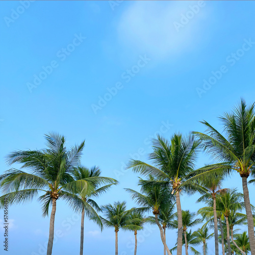 Coconut Palm Trees on Blue Sky Background