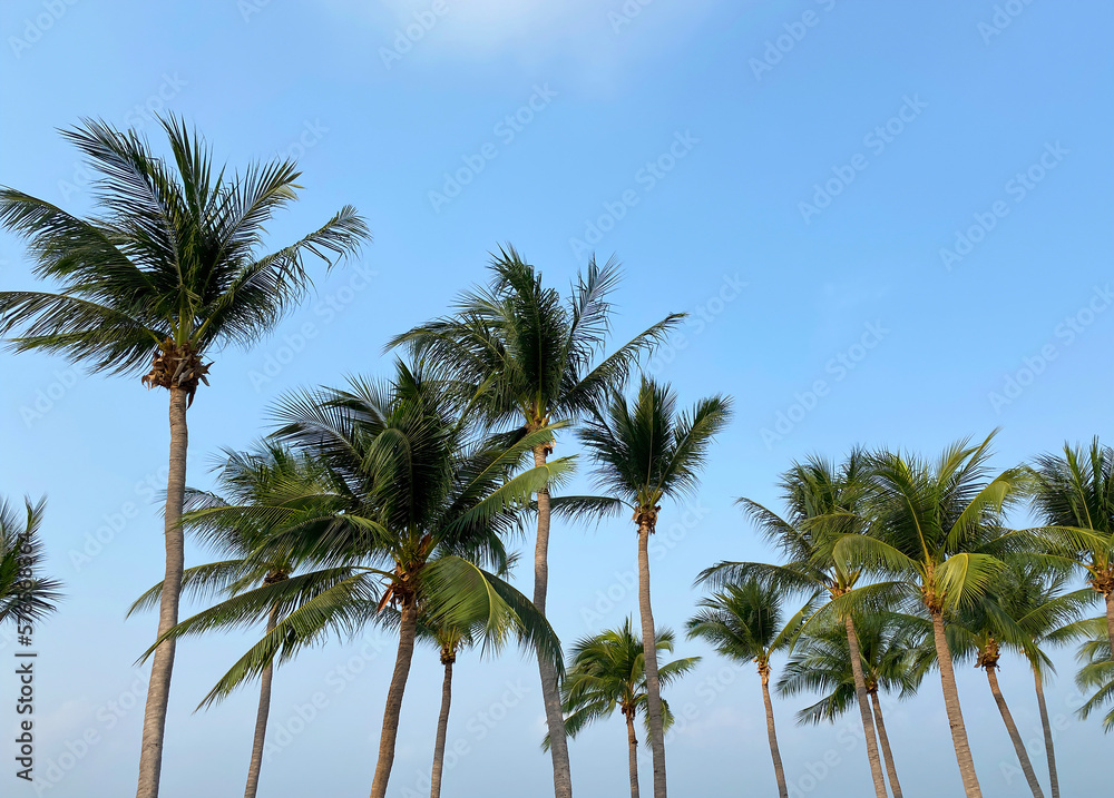 Coconut Palm Trees on Blue Sky Background Coconut Palm Trees on Blue Sky Background
