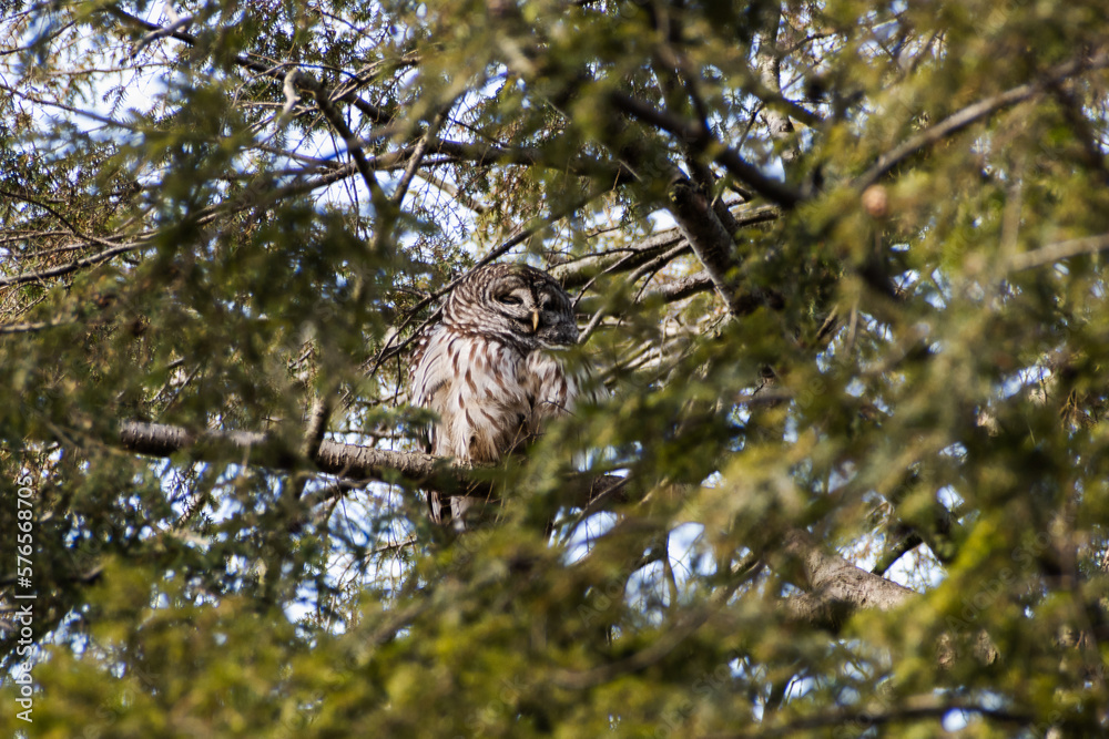 Obraz premium Barred owl (Strix varia) perched in large pine tree