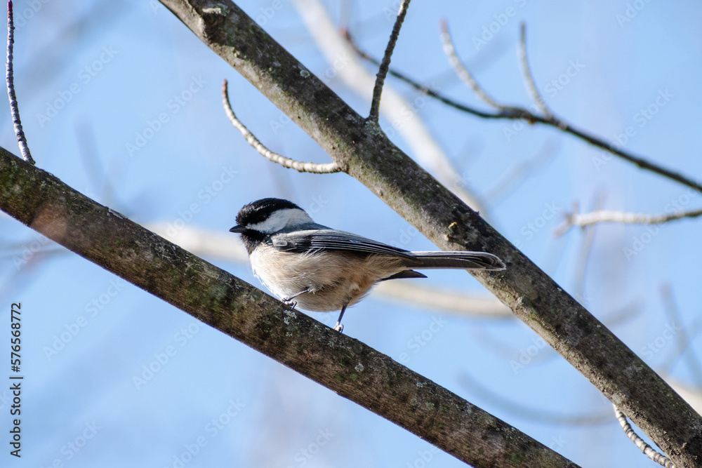 Fototapeta premium Black-capped chickadee perched in tree