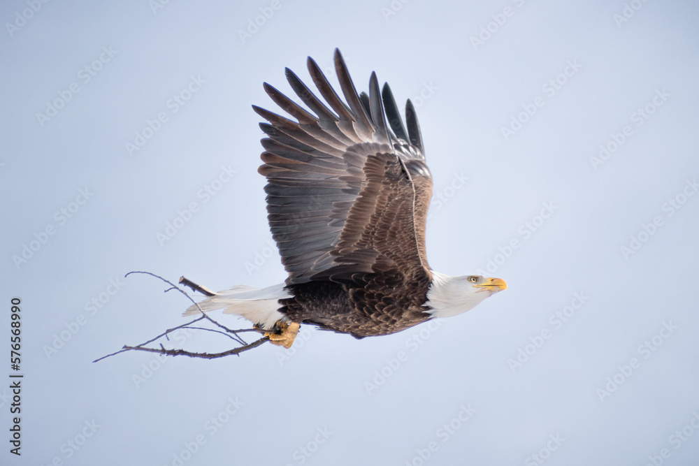 Fototapeta premium Bald eagle (Haliaeetus leucocephalus) in flight with blue background