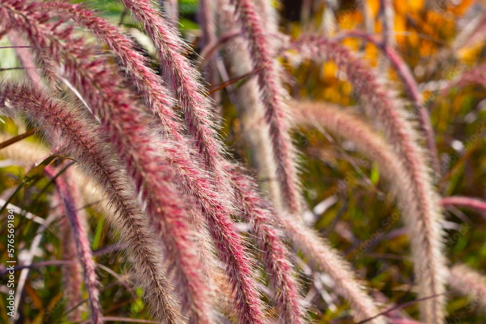 Fountain grass or pennisetum alopecuroides