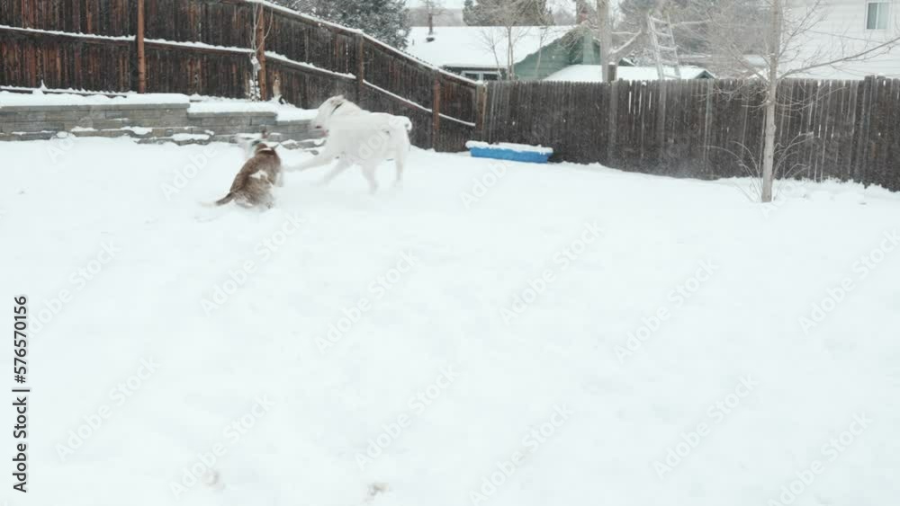 Slow motion cinematic gimbal tracking shot of dogs playing and running around in the snow during sno