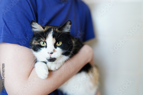 A cat in a shelter. Ordinary cats from the street caught in the shelter. High quality photo 
