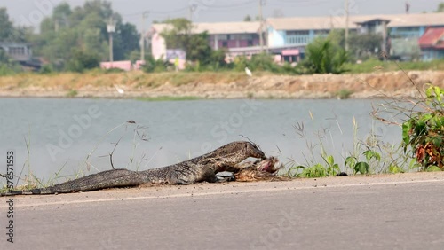 A lizard The Asian water monitor (Varanus salvator) eats a carcass on the side of the road, Thailand photo