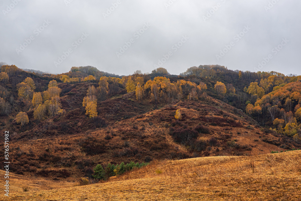 Autumn landscape of a rainy day in the Altai mountains, Russia. Travel to distant beautiful places of the planet. Scenic view of hills with yellow trees and fog on mountain tops in the background.