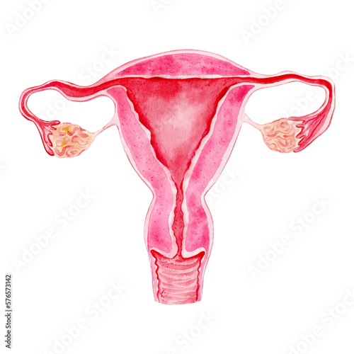 Uterus with tube and ovaries. Watercolor anatomical illustration of uterus. Woman power. Anatomical scheme of healthy women reproductive system organs.