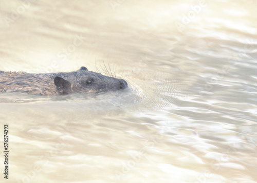 A wild rakali water rat (Hydromys chrysogaster) swimming in a creek, Australia photo