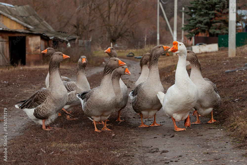 Obraz premium A group of grey and white geese stand together on a dirt road.